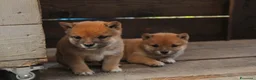 Shiba Inu cani in vendita:   Mame Shiba di piccola taglia – cuccioli rossi  - Annuncio 8