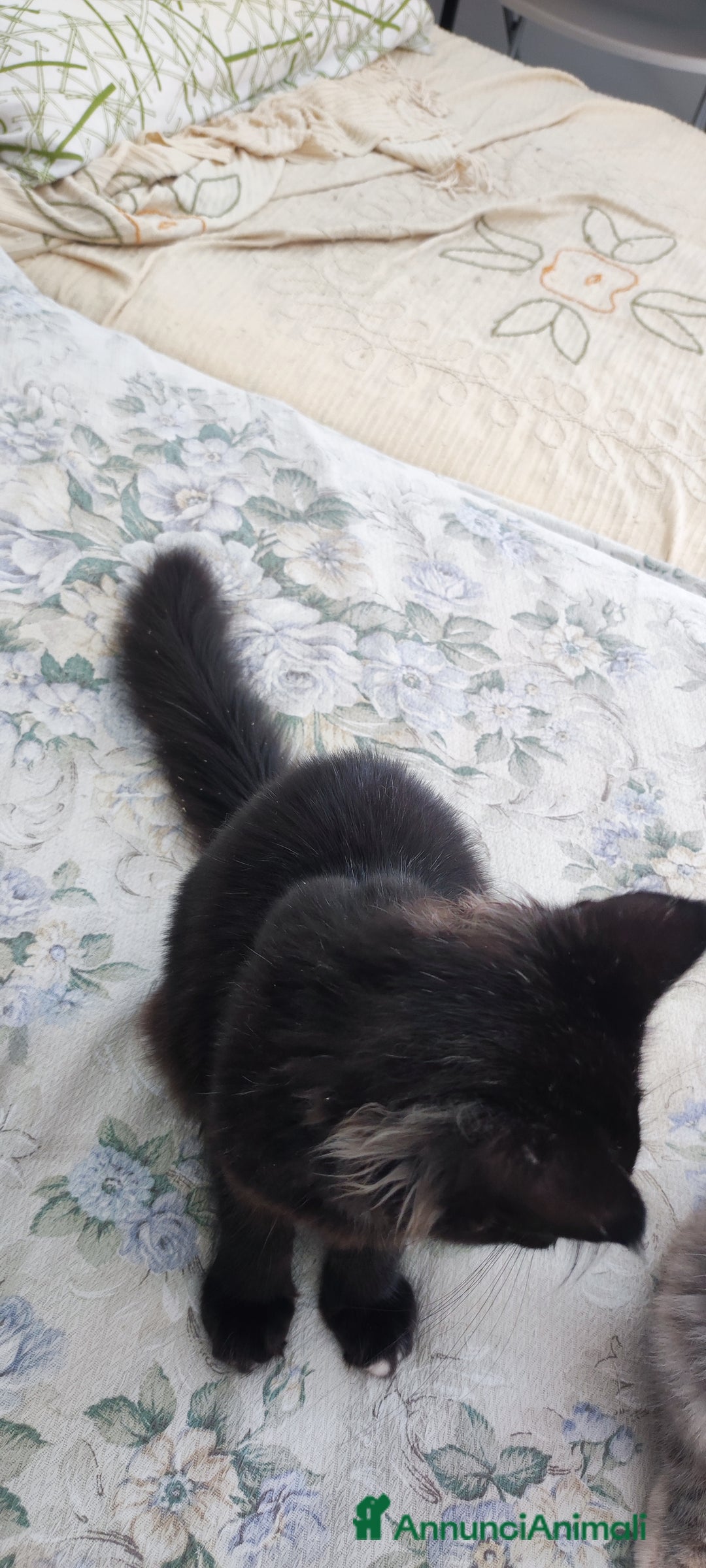 Maine Coon gatti in vendita: Maine coon - Annuncio 5