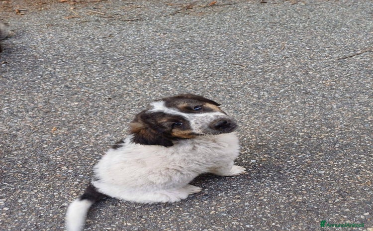 Meticcio cani - Annuncio 15