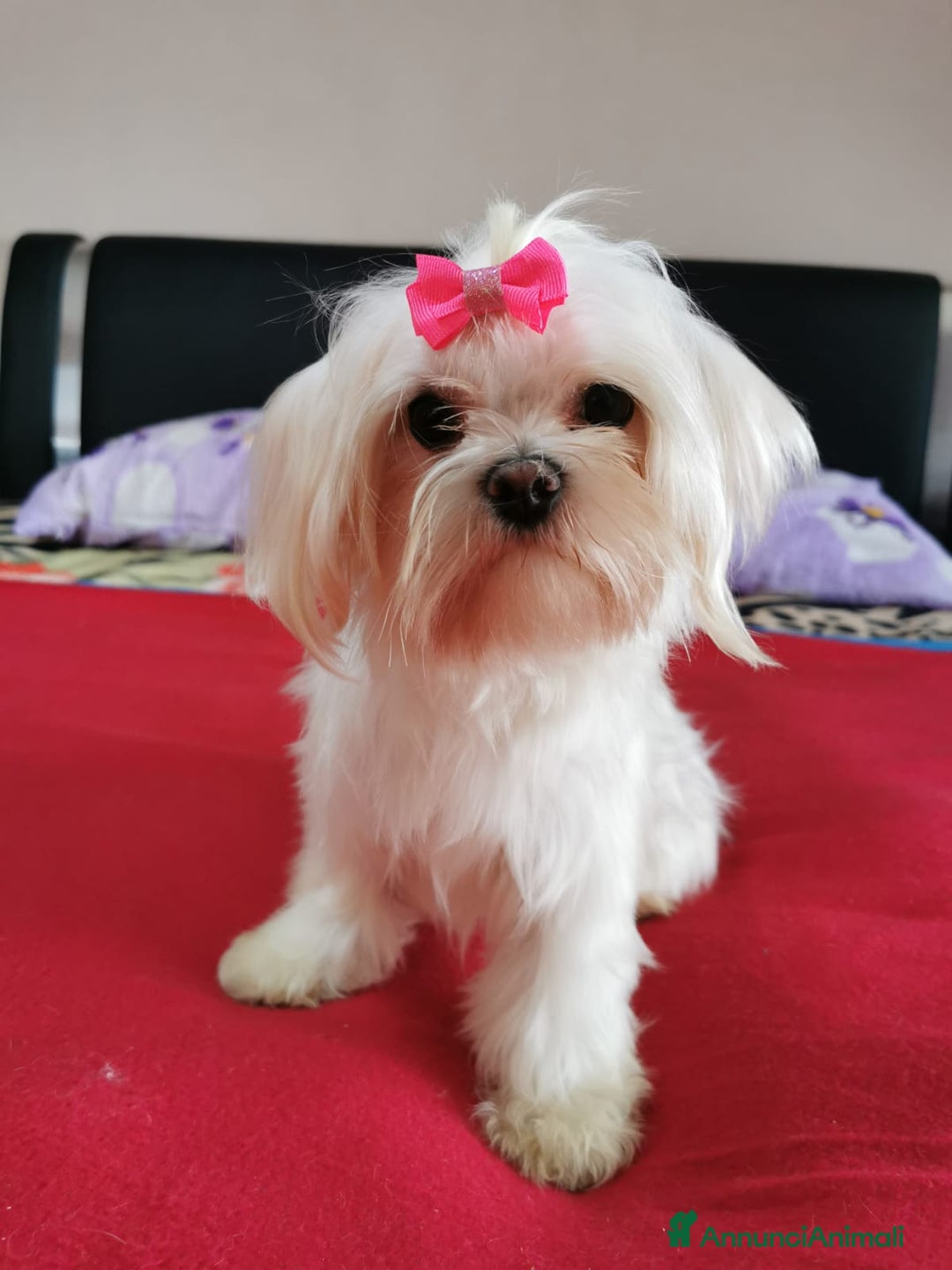 Maltese cani in vendita: Maltese  a Città metropolitana di Roma Capitale - Immagine 4