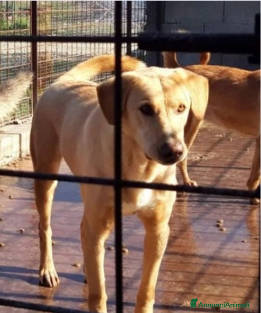 Meticcio cani in regalo: Portato in canile lager dai padroni 6ANNI FA!SICIL a Città Metropolitana di Milano - Annuncio 3