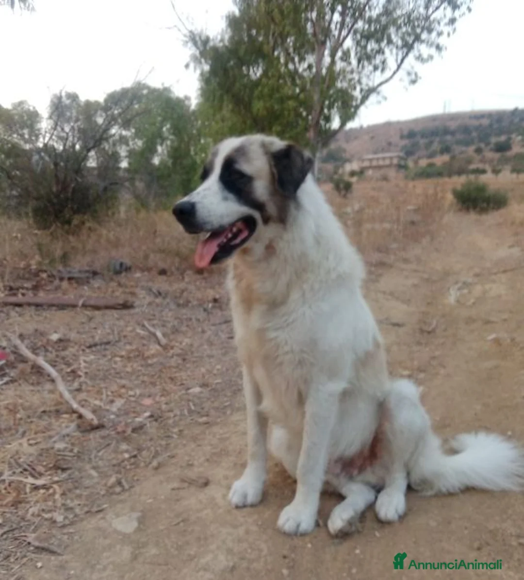 Meticcio cani in regalo: LUCA quanta solitudine a Provincia di Lucca - Annuncio 1