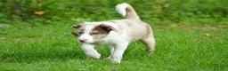 Border Collie cani in vendita: Cuccioli di Border Collie  - Annuncio 7