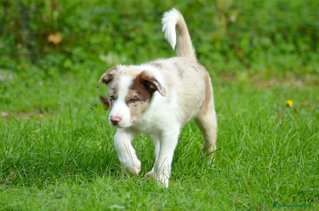 Border Collie cani in vendita: Cuccioli di Border Collie  - Annuncio 7