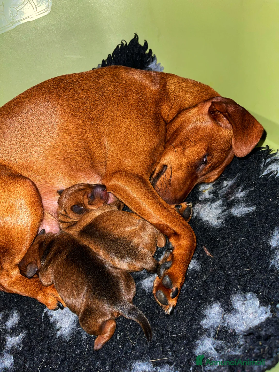 Immagine della galleria {{count}}