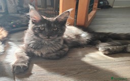 Maine Coon gatti in vendita: NYMERIA a Città Metropolitana di Venezia - Immagine 2