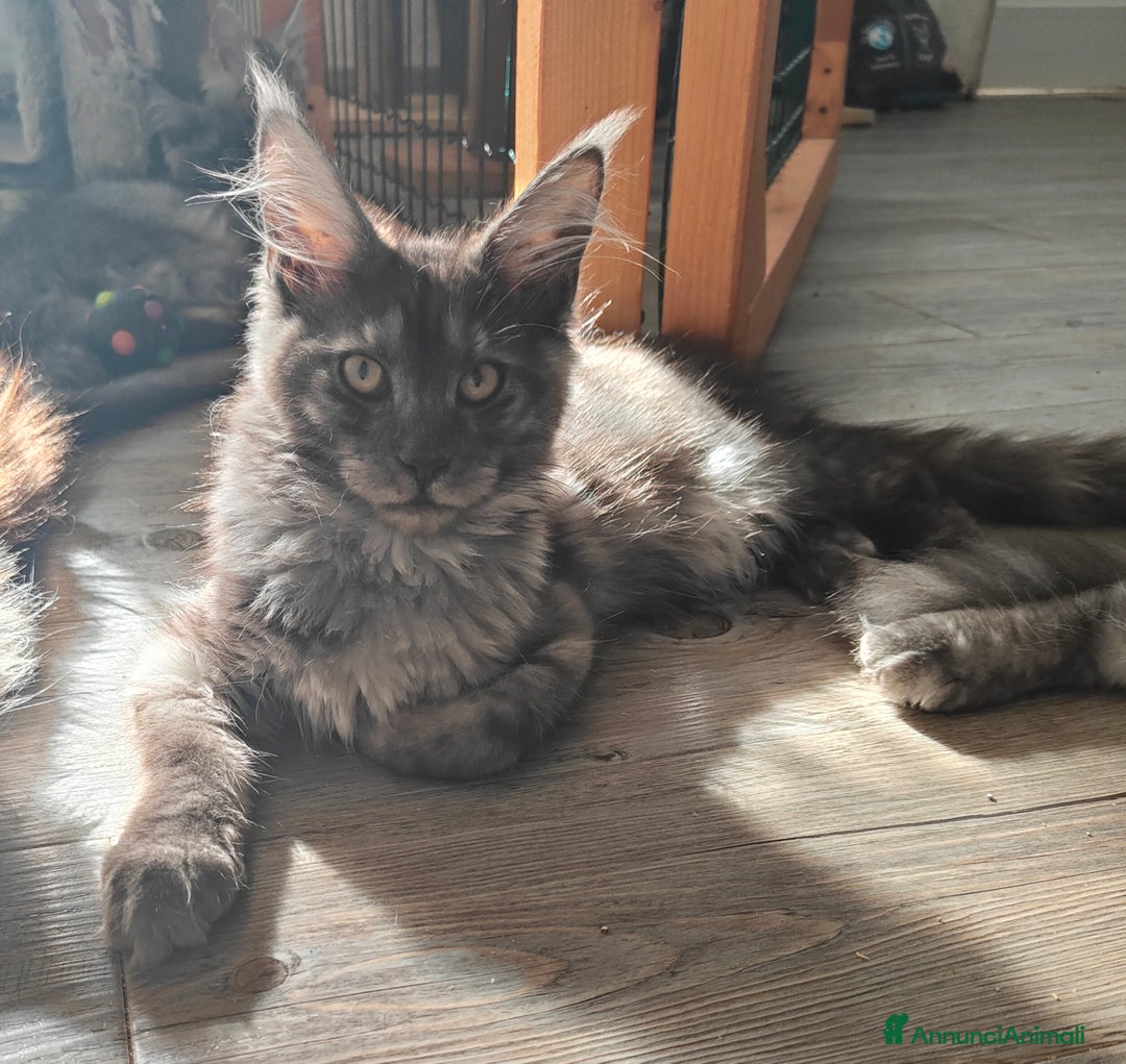 Maine Coon gatti in vendita: NYMERIA a Città Metropolitana di Venezia - Immagine 2
