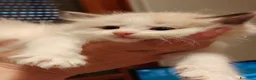Siberiano gatti in vendita: Gatti cuccioli Siberiani a Provincia di Forlì-Cesena - Annuncio 10