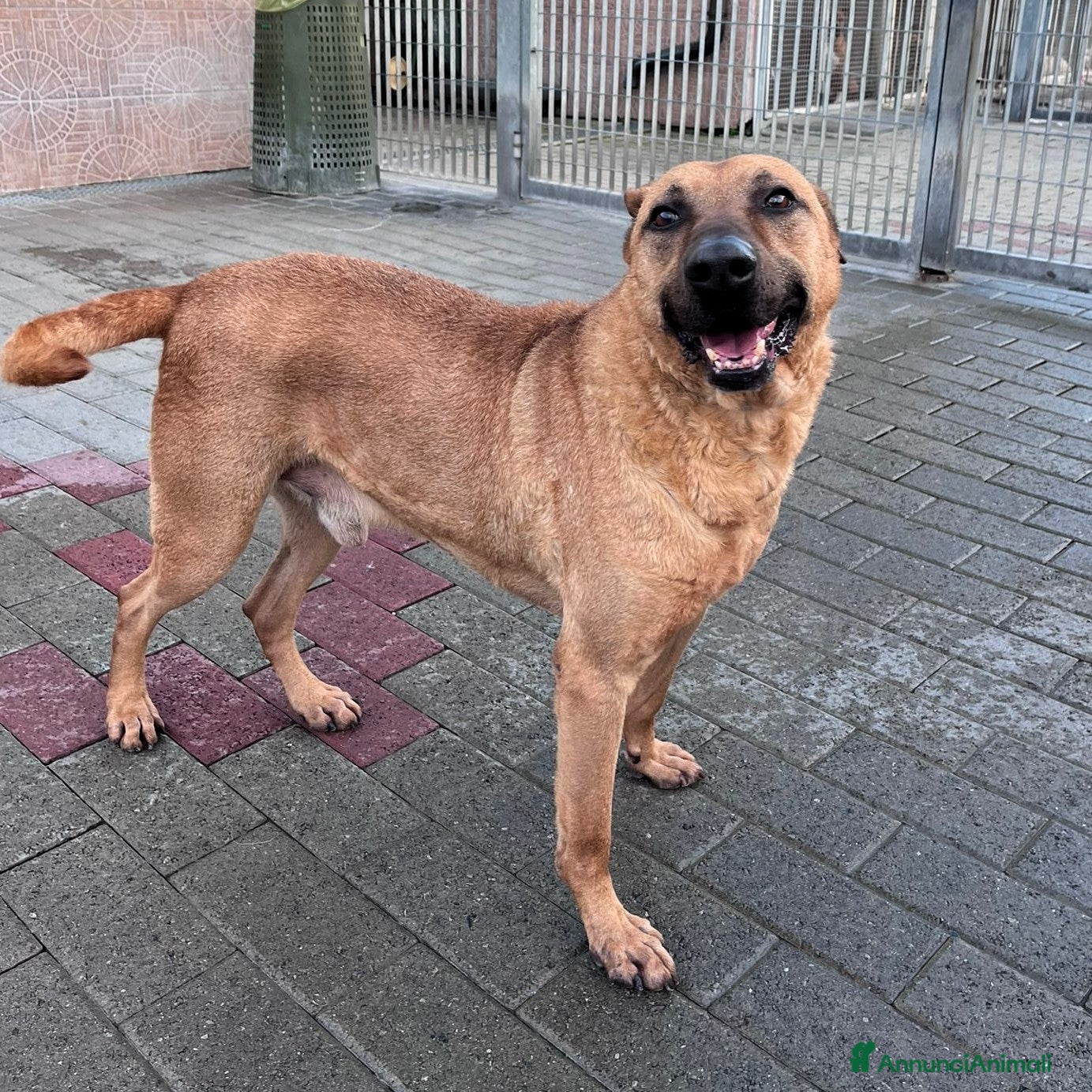 Meticcio cani ARGO LUPETTO - Annuncio 32