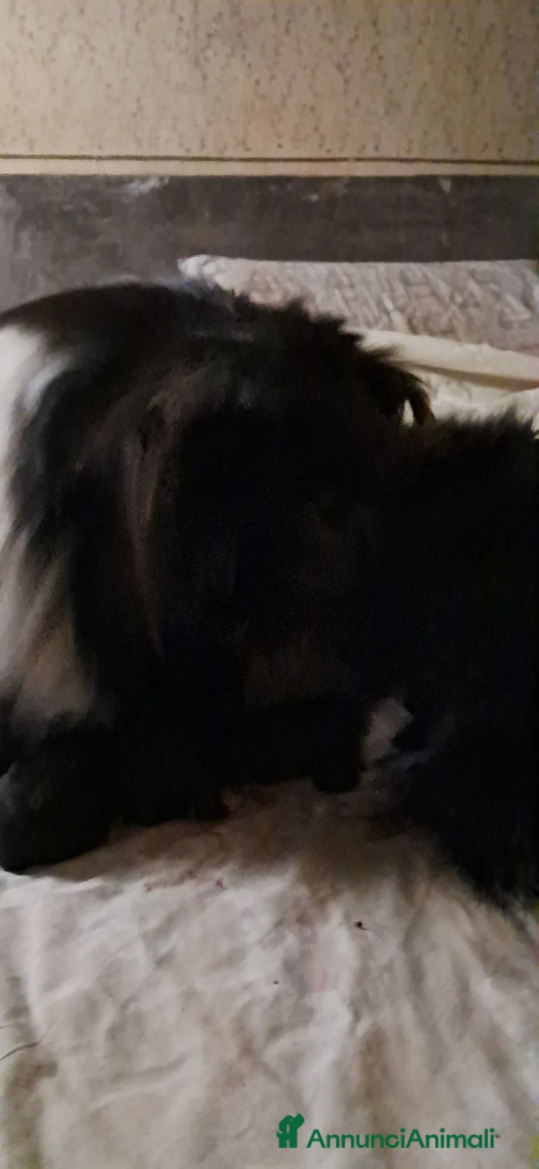 Collie cani in vendita: Cuccioli purissimi pastore scozzese selezionati  - Annuncio 2