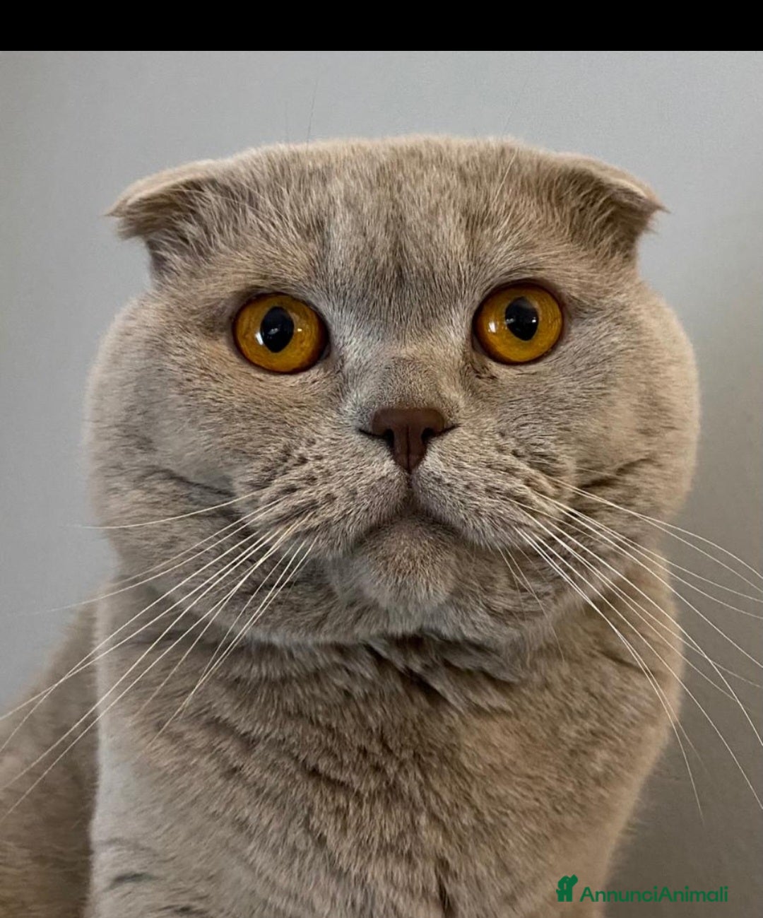 Scottish gatti in vendita: Scottish fold maschio  a Provincia di Cremona - Immagine 7