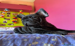 Bulldog Francese cani in vendita: 🐾🏡 Cuccioli di Bulldog Francese 🐾🏡 a Libero consorzio comunale di Agrigento - Immagine 2