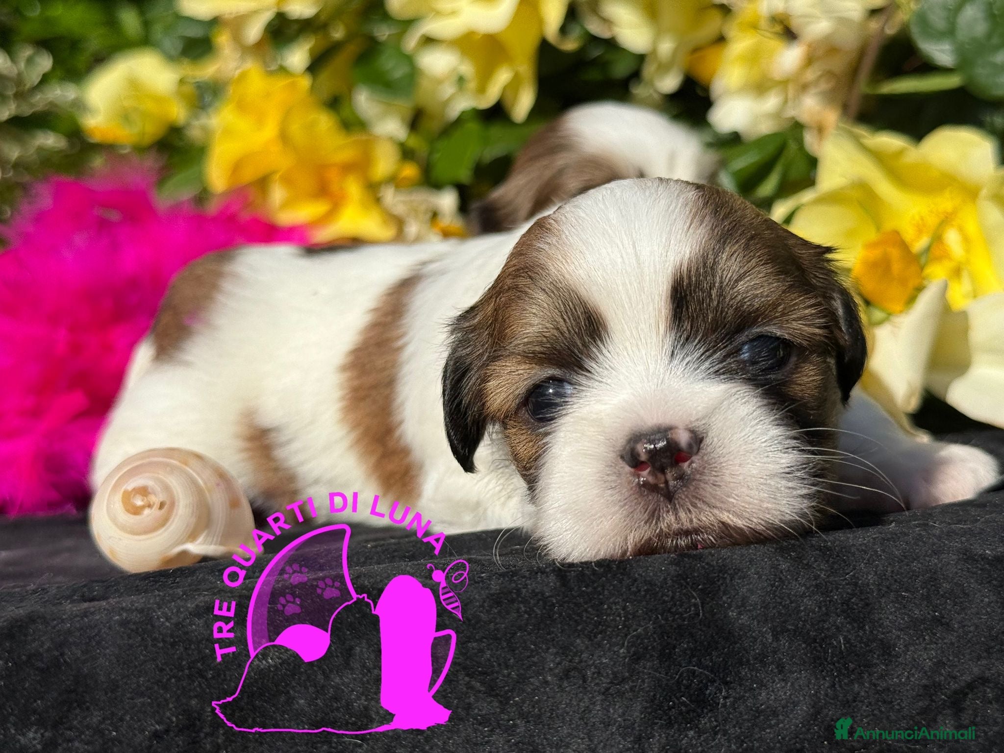 Maltipoo cani Tre Quarti di Luna Barboncino Maltipoo Lhasa Apso - Annuncio 2