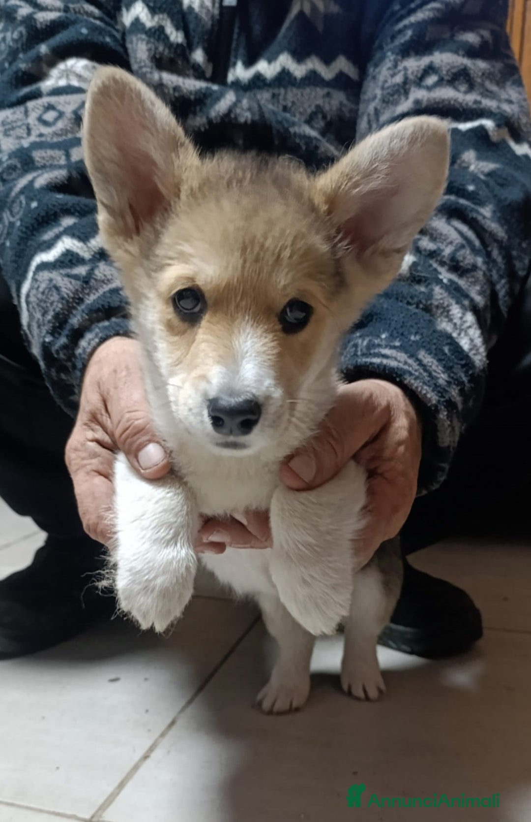 Corgi Pembroke cani in vendita: Welsh Corgi Péembroke a Province of Pavia - Annuncio 1