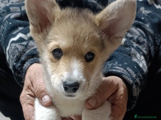 Corgi Pembroke cani Welsh Corgi Péembroke a Province of Pavia - Annuncio 2