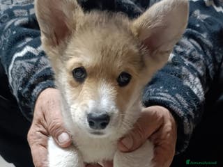 Corgi Pembroke cani Welsh Corgi Péembroke a Province of Pavia - Annuncio 2