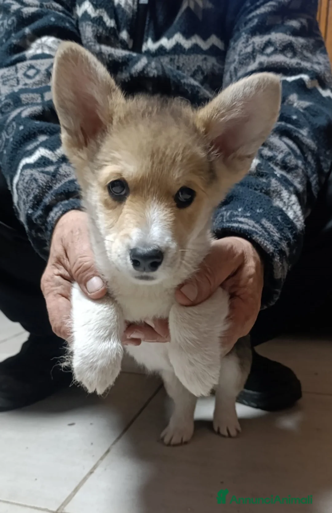 Corgi Pembroke cani in vendita: Welsh Corgi Péembroke a Province of Pavia - Annuncio 1