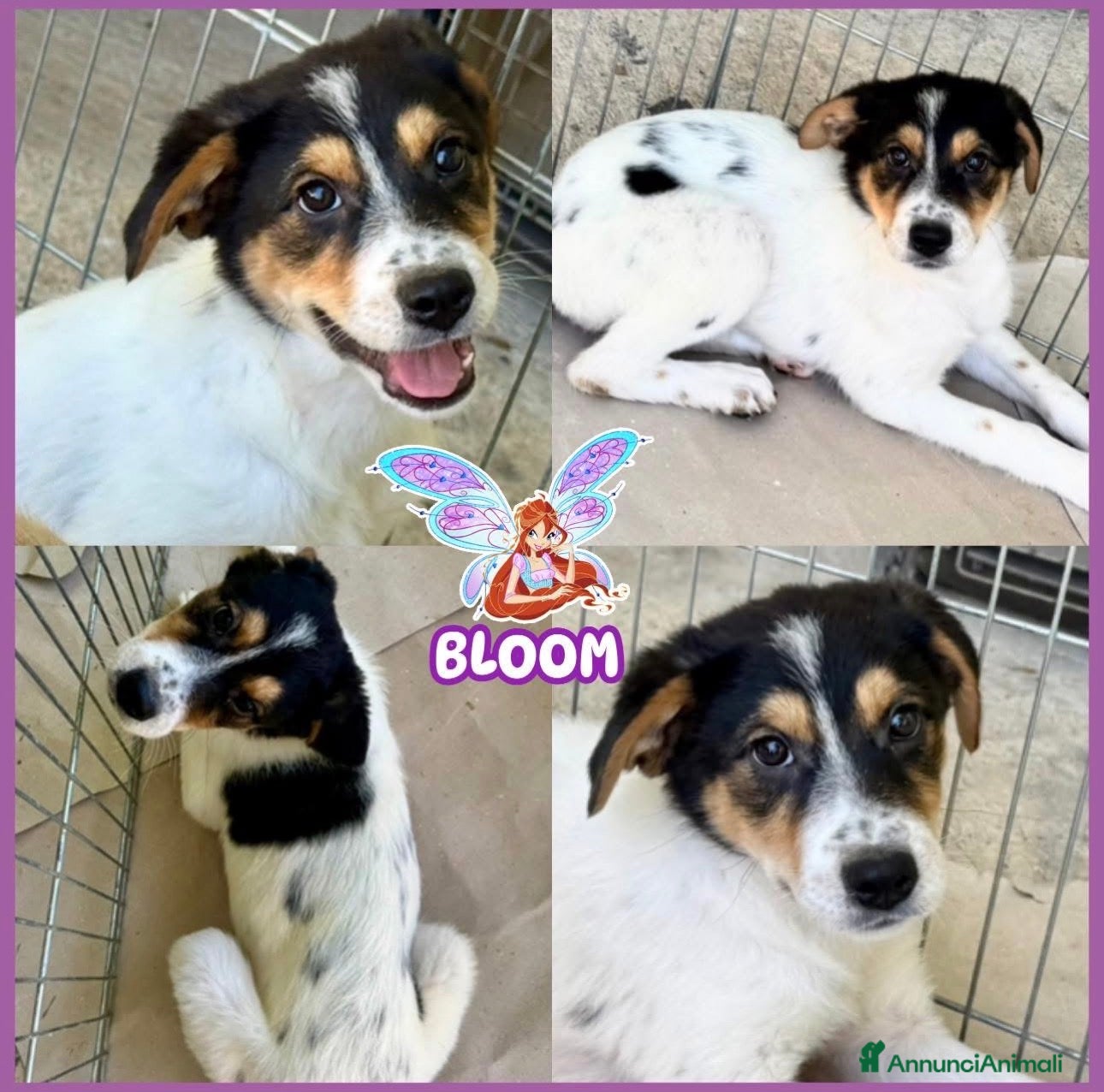 Meticcio cani BLOOM cucciola taglia media curiosa  - Annuncio 3