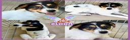 Meticcio cani in regalo: BLOOM cucciola taglia media curiosa  a Città metropolitana di Milano - Annuncio 1
