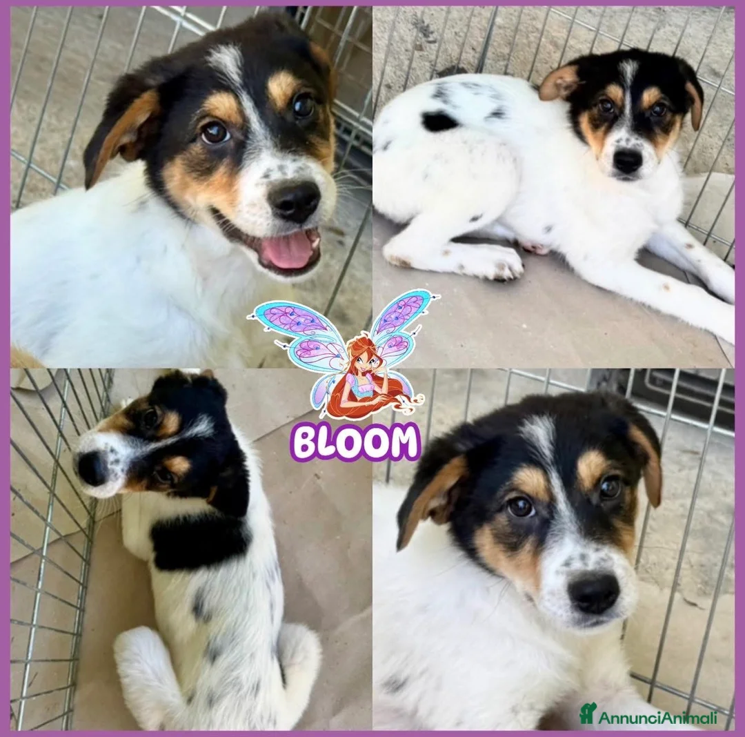 Meticcio cani in regalo: BLOOM cucciola taglia media curiosa  a Città metropolitana di Milano - Annuncio 1