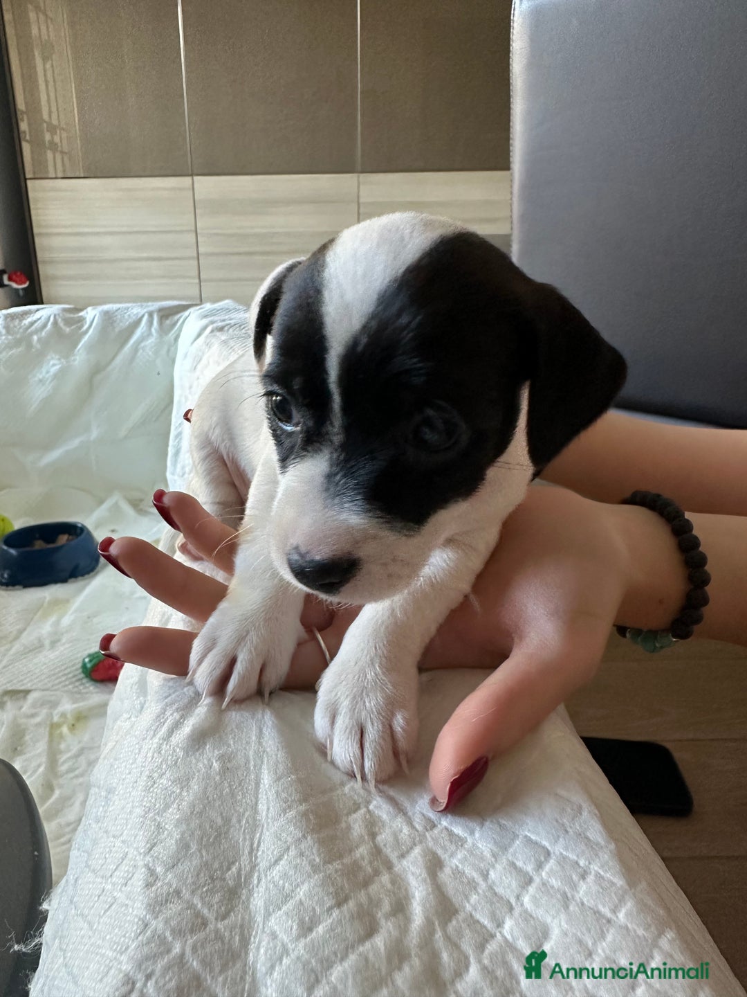 Jack Russell cani in vendita: Femmina Bianca e Nera, rarissima, unica - Annuncio 10