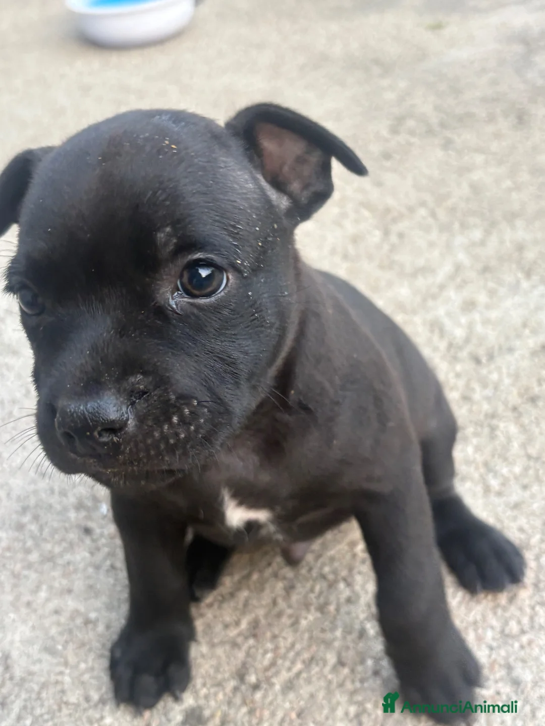 Staffordshire cani in vendita: Staffy a Provincia di Caserta - Annuncio 2