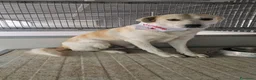 Meticcio cani in regalo: Gerry: equilibrato, docile, socievole  - Annuncio 6