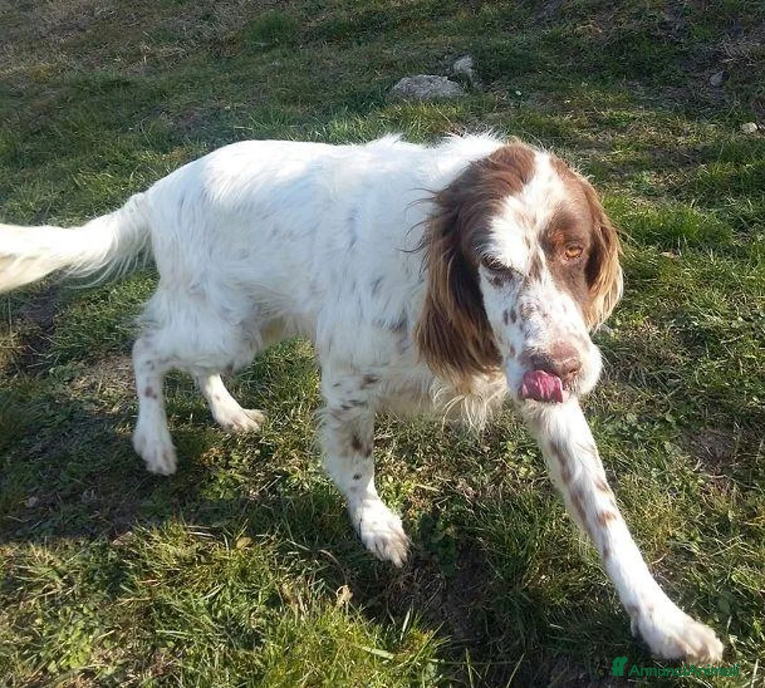Setter Inglese cani in regalo: ALAN nonnino gioioso ed ottimista - Annuncio 1
