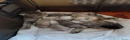 British gatti in vendita: 2 maschietti Silver Tabby  - Annuncio 2