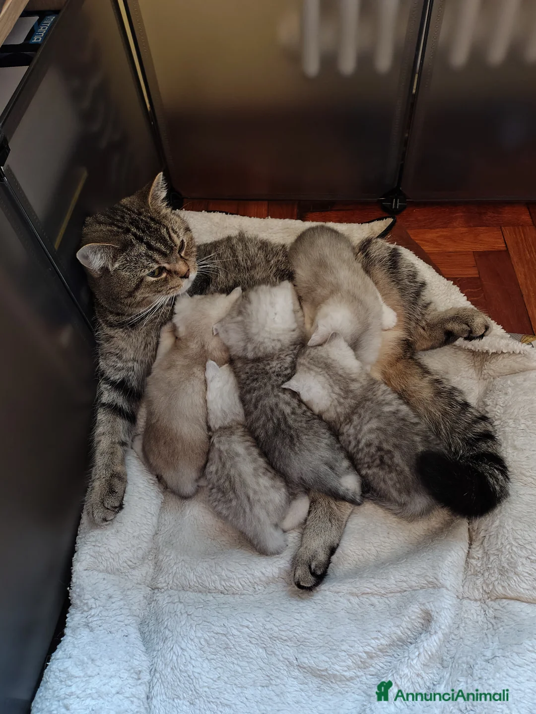British gatti in vendita: 2 maschietti Silver Tabby  - Annuncio 2