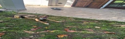 Meticcio cani in regalo: Cookie, 9 anni a Provincia di Rovigo - Annuncio 1