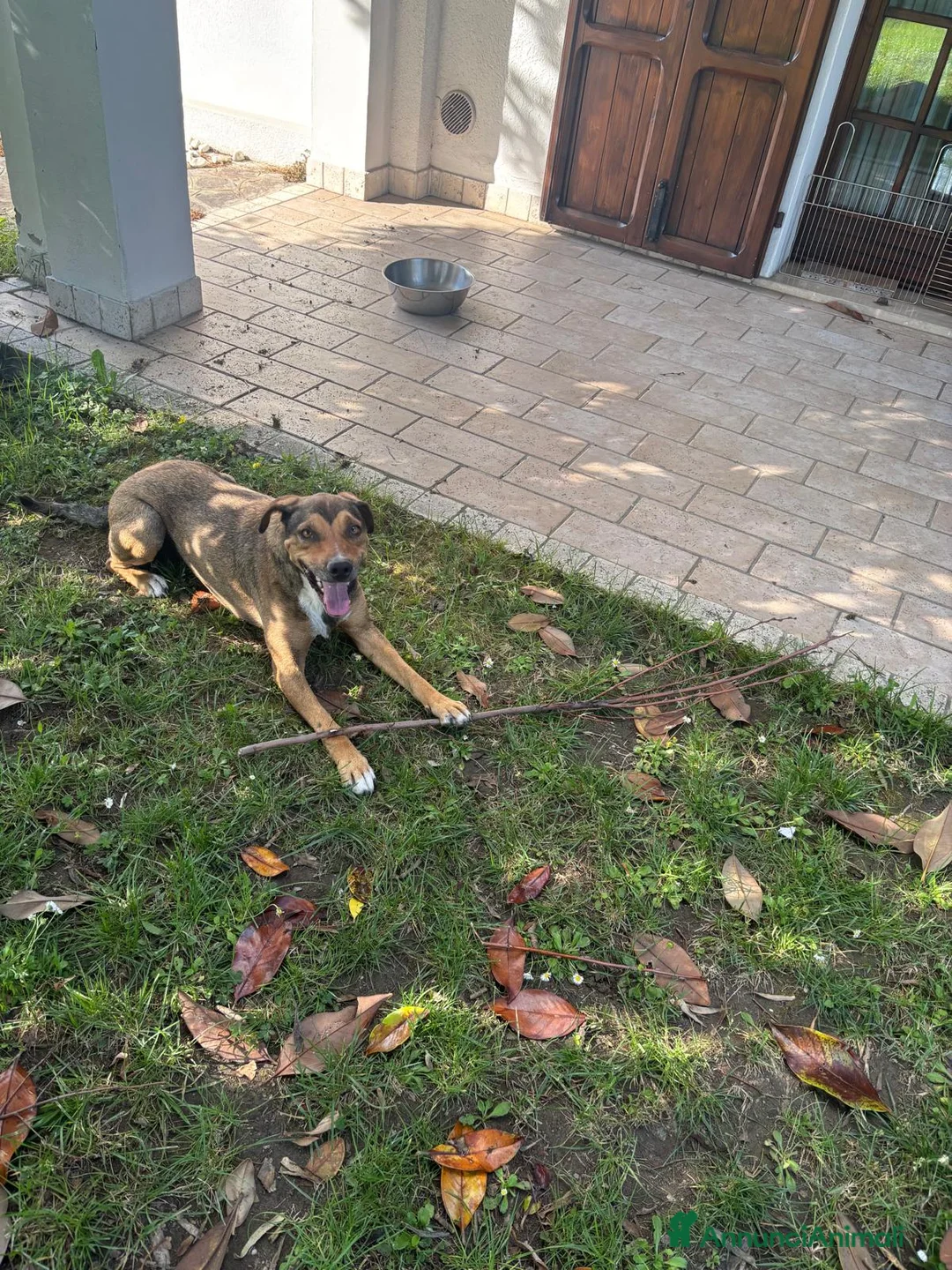 Meticcio cani in regalo: Cookie, 9 anni a Provincia di Rovigo - Annuncio 1