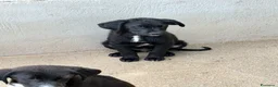Meticcio cani in regalo: Max tg media a Città Metropolitana di Torino - Annuncio 3