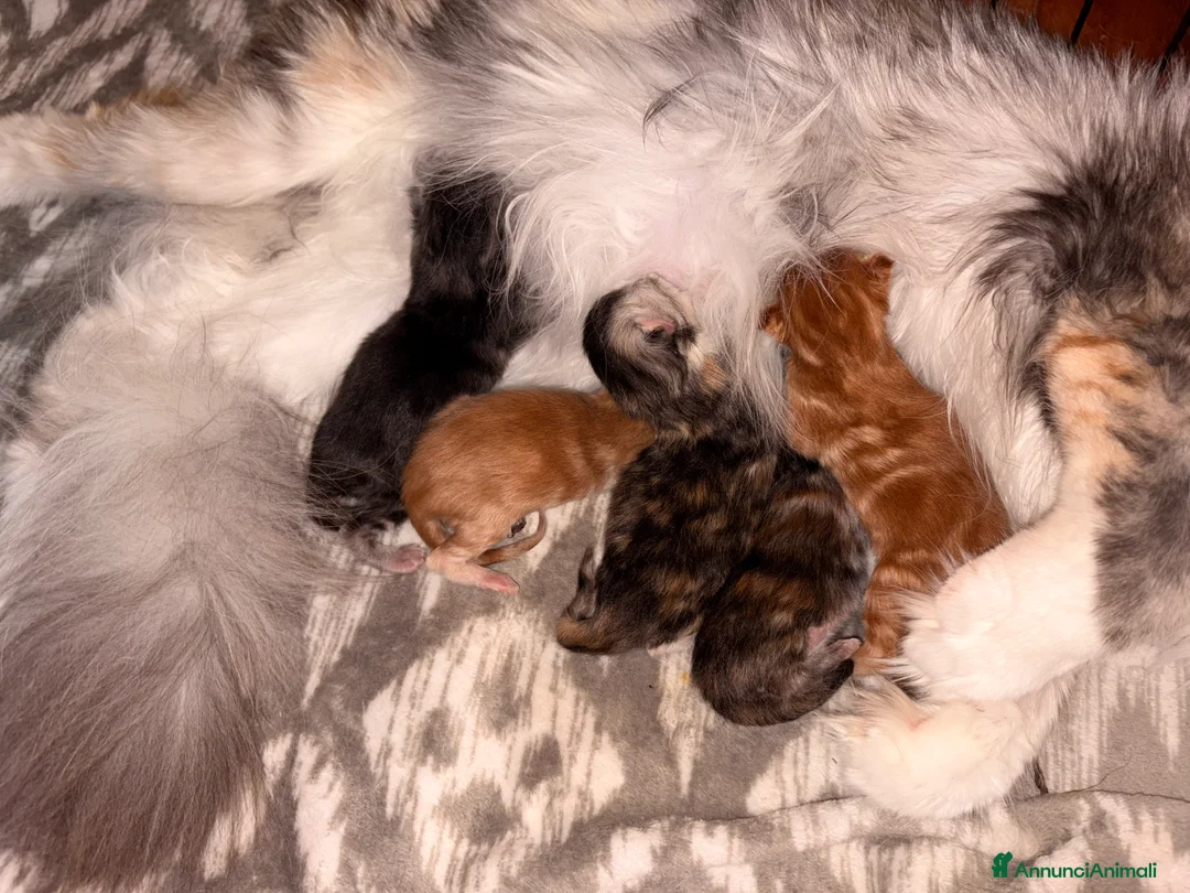Maine Coon gatti in vendita: Maine Coon  - Annuncio 2