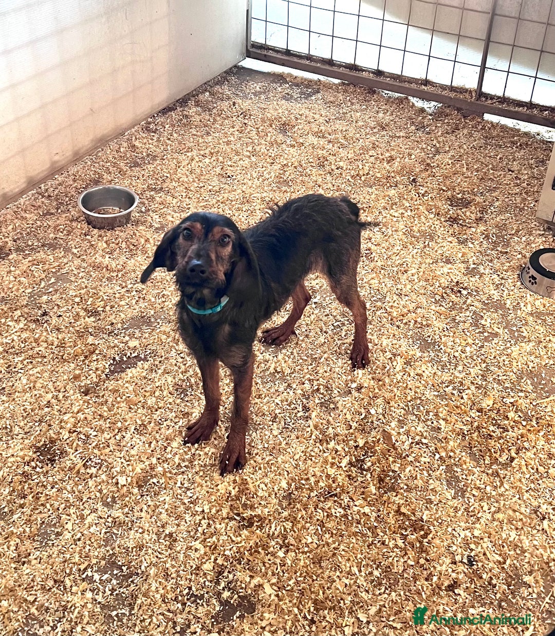 Segugio dell'Appennino cani in vendita: Femmina Segugio dell’appennino - Annuncio 1