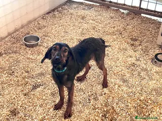 Segugio dell'Appennino cani Femmina Segugio dell’appennino - Annuncio 29