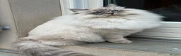 Siberiano gatti in vendita: Gatta adulta siberiana cerca casa - Annuncio 4