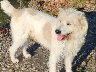 Meticcio cani Simil Spinone 4anni salvato da 1aguzzino! NOVARA - Annuncio 29
