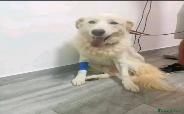 Pastore Maremmano cani a Città metropolitana di Milano - Annuncio 3