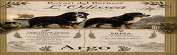 Bovaro del Bernese cani in vendita: Cucciolo maschio bovaro del bernese - Annuncio 7