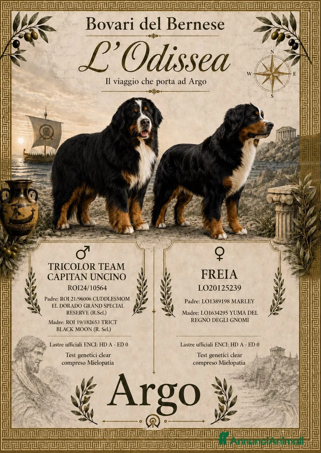 Bovaro del Bernese cani in vendita: Cucciolo maschio bovaro del bernese - Annuncio 7