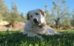 Pastore Maremmano cani in regalo: ROSETTA,giocherellona e sguardo fiero a Pomezia - Immagine 5