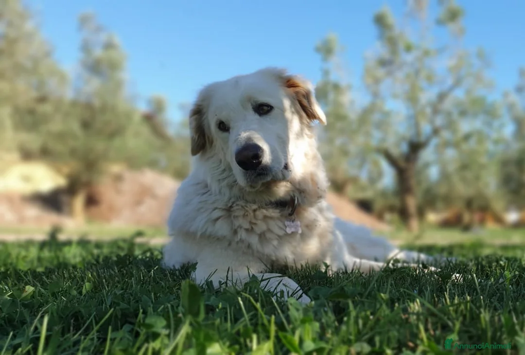 Pastore Maremmano cani in regalo: ROSETTA,giocherellona e sguardo fiero a Pomezia - Annuncio 5