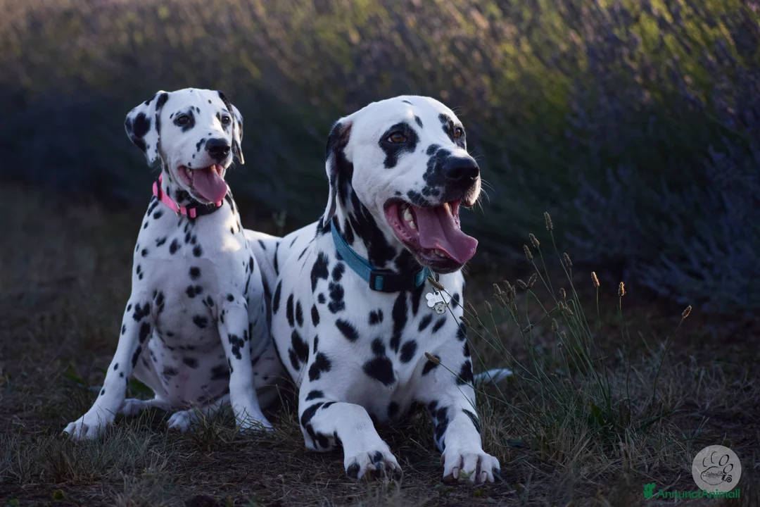 Dalmata cani in vendita: CUCCIOLI DALMATA con PEDIGREE Veneto - Annuncio 3
