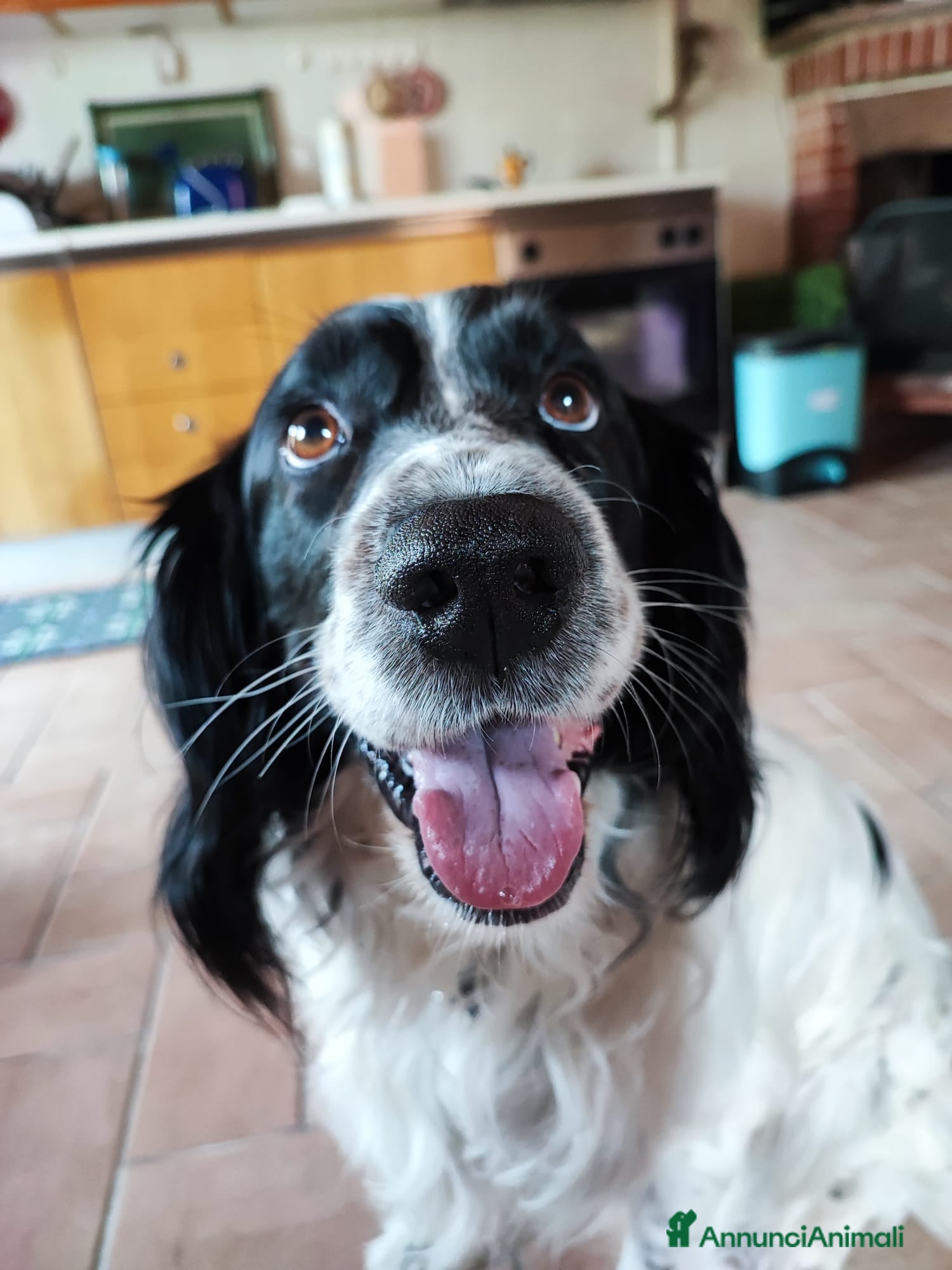 Setter Inglese cani in regalo: 🐾 Hiro, 6 anni, dolcissimo e educato, cerca casa - Annuncio 2