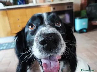 Setter Inglese cani in regalo: 🐾 Hiro, 6 anni, dolcissimo e educato, cerca casa - Annuncio 2