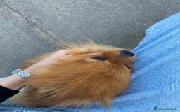 Volpino Pomerania cani in vendita: Volpino Spitz Pomerania adulto maschio a Città Metropolitana di Cagliari - Immagine 8