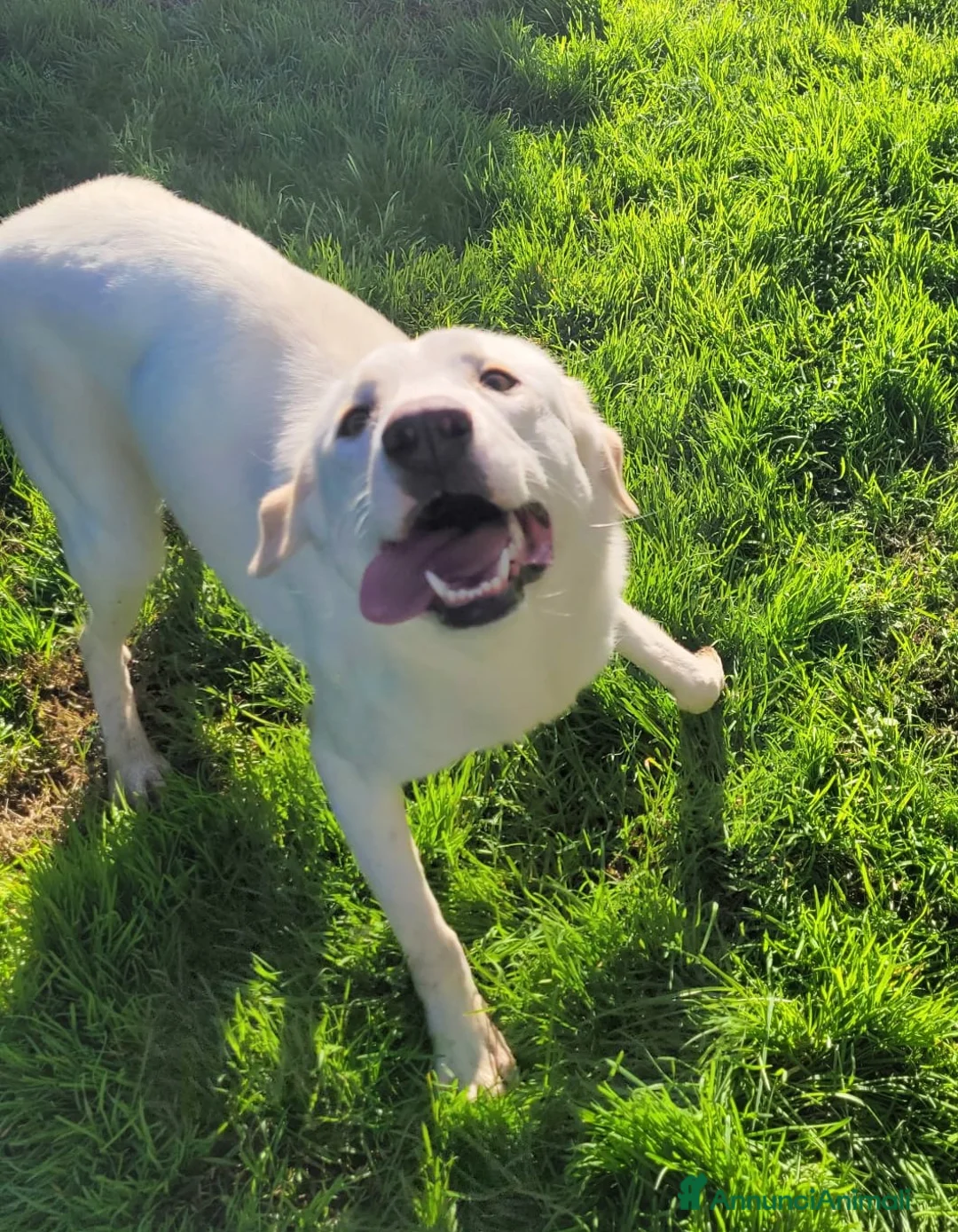 Meticcio cani in regalo: Sade, dolcissima mini labrador  - Annuncio 6