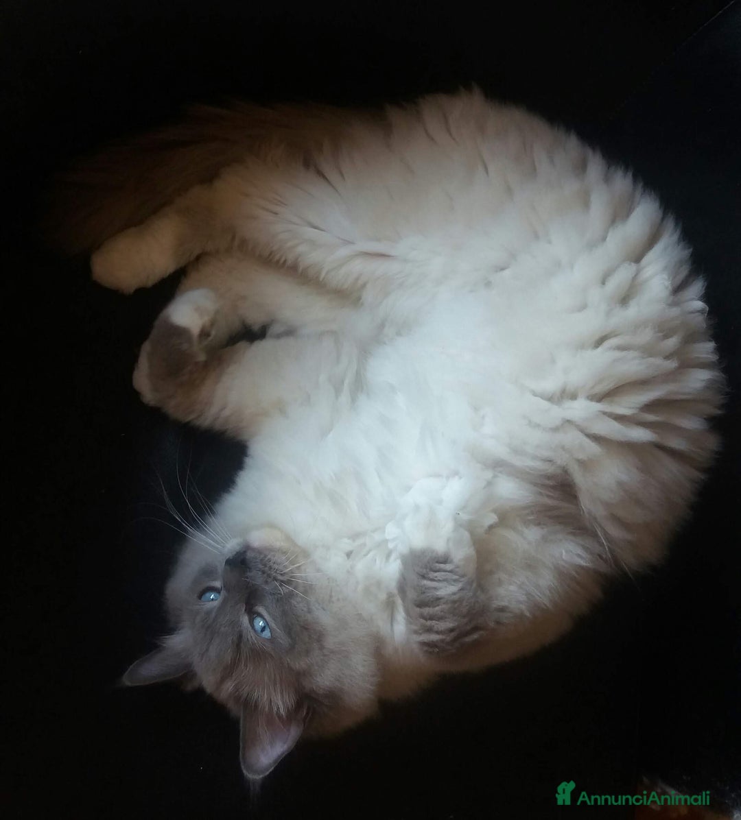 Immagine della galleria {{count}}