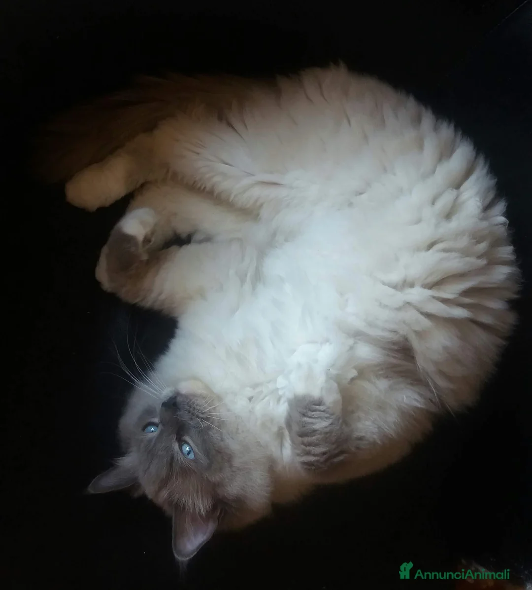 Immagine della galleria {{count}}